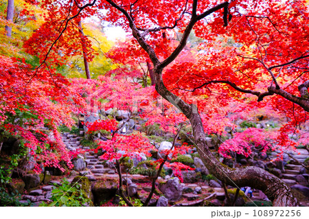 徳明圓の紅葉1 徳明圓の紅葉1 108972256