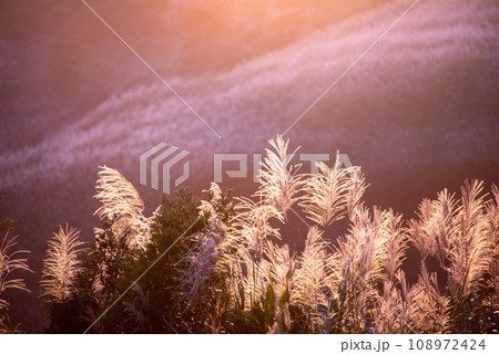 At dusk, The mountains are covered with reed flowers. At dusk, The mountains are covered with reed flowers. 108972424