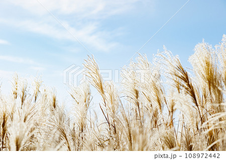 青空に揺れる金色のススキの穂 108972442