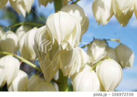 満開の花、リュウゼツラン 満開の花、リュウゼツラン 108972556