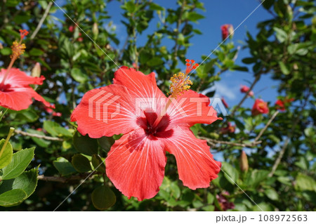 南国のイメージの花 南国のイメージの花 108972563