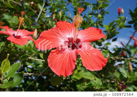 リゾートのイメージの花 リゾートのイメージの花 108972564