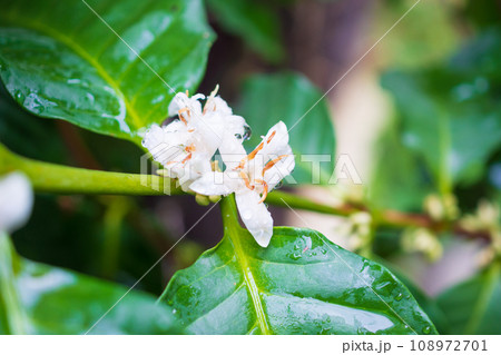 White coffee flowers in green leaves tree plantation close up 108972701