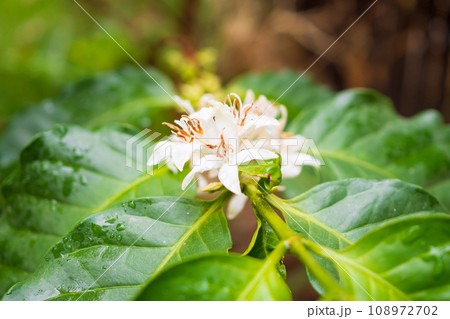 White coffee flowers in green leaves tree plantation close up White coffee flowers in green leaves tree plantation close up 108972702