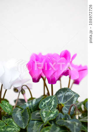 鉢に植えたシクラメンの花、鉢植えのミニシクラメン、ピンクと白のガーデンシクラメン 108972726