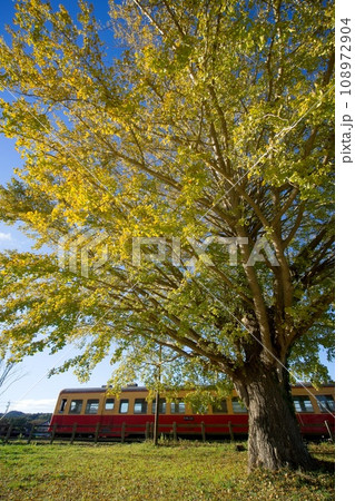 紅葉の銀杏とレトロ列車 小湊鉄道 上総久保駅 紅葉の銀杏とレトロ列車 小湊鉄道 上総久保駅 108972904