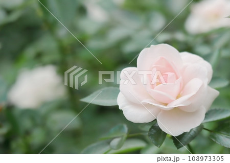 バラ 四季咲きの可愛い秋の白い薔薇の花 アスピリンローズ 春 秋 バラ 四季咲きの可愛い秋の白い薔薇の花 アスピリンローズ 春 秋 108973305