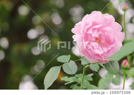 薔薇 四季咲きの可愛い秋のピンクのバラ メアリーローズ 春 秋 薔薇 四季咲きの可愛い秋のピンクのバラ メアリーローズ 春 秋 108973306