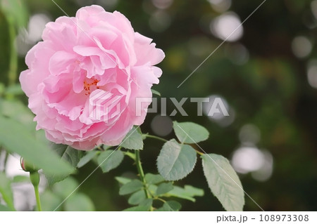 バラ 四季咲きの可愛い秋のピンクの薔薇メアリーローズ 春 秋 108973308