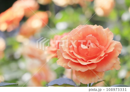 バラ オレンジが綺麗な四季咲きの秋の薔薇アシュラム 春 秋 108973331