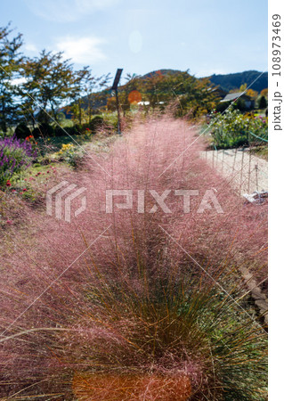 山梨県大石公園のハナテラスのお花畑の風景 山梨県大石公園のハナテラスのお花畑の風景 108973469