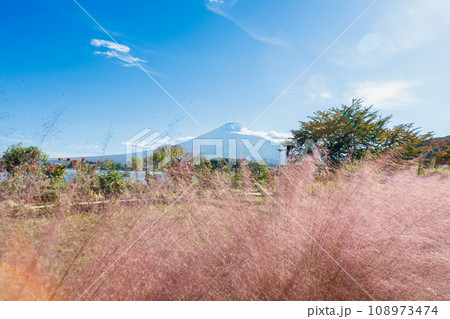 山梨県大石公園のハナテラスのお花畑の風景 108973474