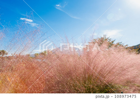 山梨県大石公園のハナテラスのお花畑の風景 山梨県大石公園のハナテラスのお花畑の風景 108973475