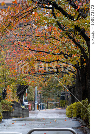 紅葉の見ごろを迎えた目黒川の桜並木|しっとり天気|東京都目黒区 紅葉の見ごろを迎えた目黒川の桜並木|しっとり天気|東京都目黒区 108973572