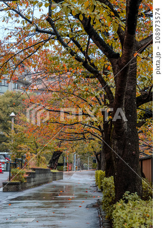 紅葉の見ごろを迎えた目黒川の桜並木|しっとり天気|東京都目黒区 紅葉の見ごろを迎えた目黒川の桜並木|しっとり天気|東京都目黒区 108973574