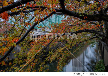 紅葉の見ごろを迎えた目黒川の桜並木|しっとり天気|東京都目黒区 紅葉の見ごろを迎えた目黒川の桜並木|しっとり天気|東京都目黒区 108973575