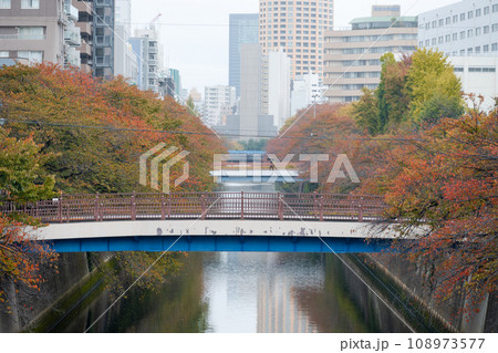 紅葉の見ごろを迎えた目黒川の桜並木|しっとり天気|東京都目黒区 紅葉の見ごろを迎えた目黒川の桜並木|しっとり天気|東京都目黒区 108973577