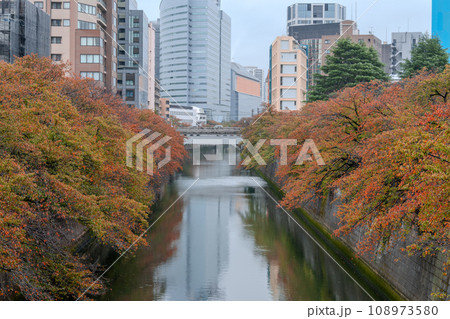 紅葉の見ごろを迎えた目黒川の桜並木|しっとり天気|東京都目黒区 紅葉の見ごろを迎えた目黒川の桜並木|しっとり天気|東京都目黒区 108973580
