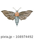 蛾の手描き水彩風イラスト 108974492