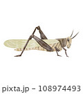バッタの手描き水彩風イラスト 108974493