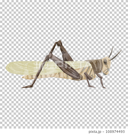 Hand drawn watercolor style illustration of grasshopper Hand drawn watercolor style illustration of grasshopper 108974493