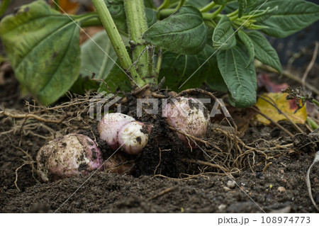 Harvesting Jerusalem artichoke (Helianthus tuberosus) 108974773