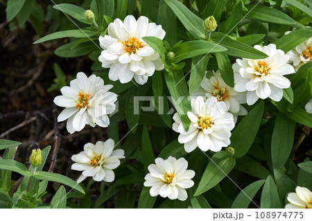 ヒャクニチソウ（百日草） 108974775