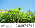 植物 108974794