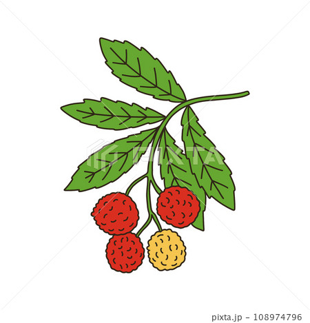 イチゴノキ 108974796