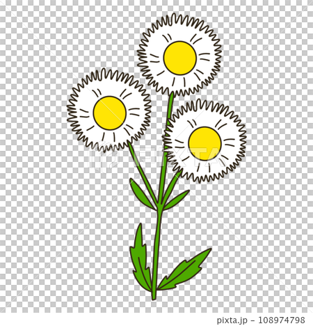 燈盞細辛 108974798