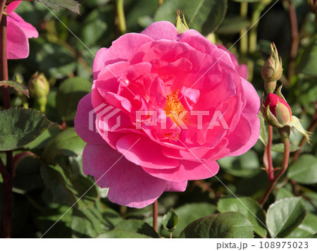 ケアフリーワンダー　ASO MILK FACTORYはな阿蘇美　熊本県阿蘇市小里 108975023