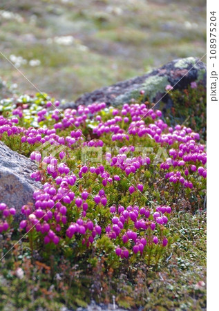 北海道大雪山の高山植物・エゾノツガザクラの群落 108975204