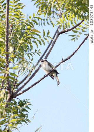 公園 パーク 園 108975445