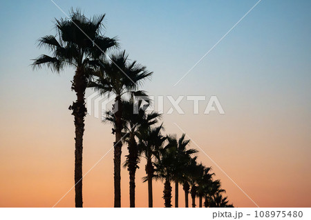ヤシの木のある夕景 ヤシの木のある夕景 108975480
