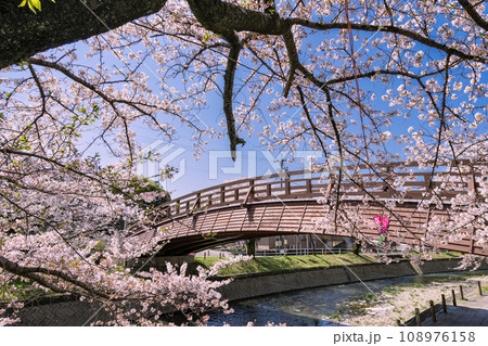 桜の季節の大口町 堀尾跡公園 姥堂と五条川に掛かる裁断橋 108976158