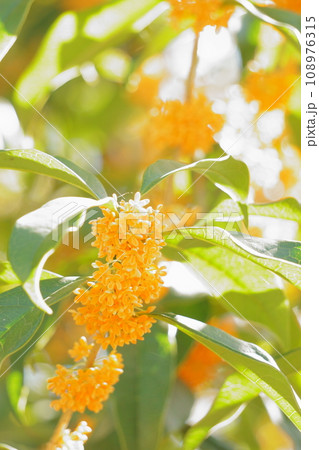 光を浴びるオレンジのキンモクセイ7 108976315