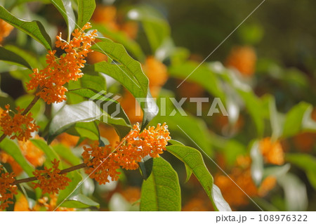 オレンジ色のキンモクセイの花9 108976322
