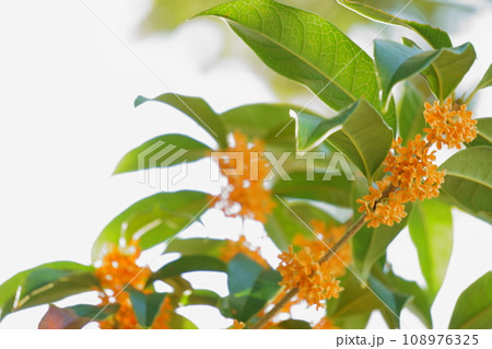 オレンジ色のキンモクセイの花7 108976325