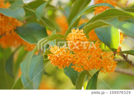 オレンジ色のキンモクセイの花5 オレンジ色のキンモクセイの花5 108976329