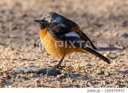 六甲山のジョウビタキのオス 六甲山のジョウビタキのオス 108976447