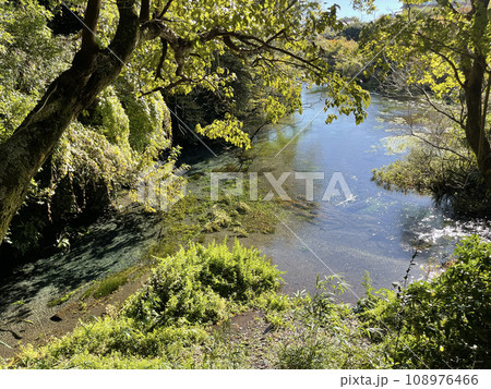 柿田川公園　静岡県駿東郡清水町 108976466