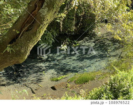 柿田川公園　静岡県駿東郡清水町 108976522
