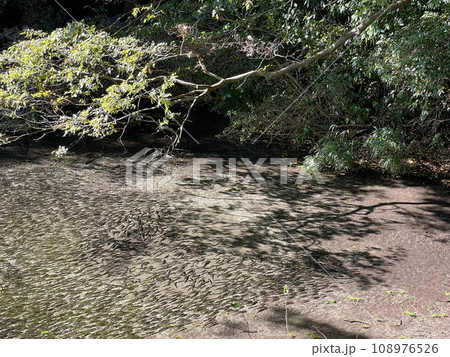 柿田川公園　静岡県駿東郡清水町 108976526