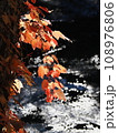 ツタの紅葉と川面のきらめき ツタの紅葉と川面のきらめき 108976806