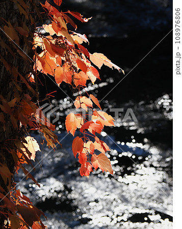 ツタの紅葉と川面のきらめき ツタの紅葉と川面のきらめき 108976806