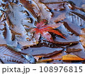 水辺に浮かぶモミジの落ち葉 水辺に浮かぶモミジの落ち葉 108976815