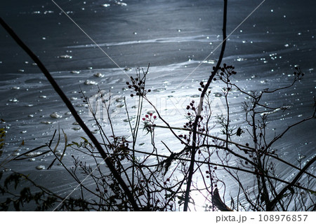 信濃川・やすらぎ堤の野薔薇の実 信濃川・やすらぎ堤の野薔薇の実 108976857