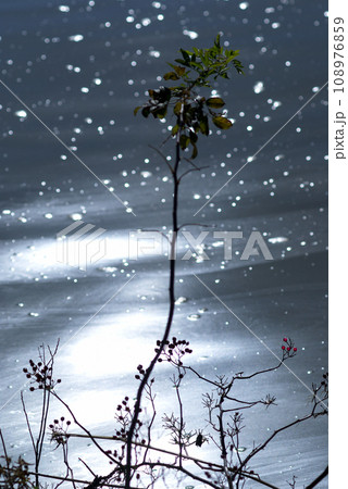 信濃川・やすらぎ堤の野薔薇の実 信濃川・やすらぎ堤の野薔薇の実 108976859