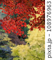黄葉したイチョウの木と鮮やかななモミジ 黄葉したイチョウの木と鮮やかななモミジ 108976963