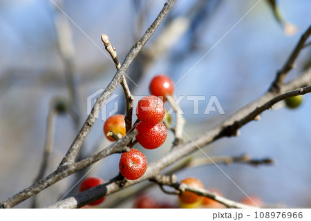 秋茱萸の実 秋茱萸の実 108976966